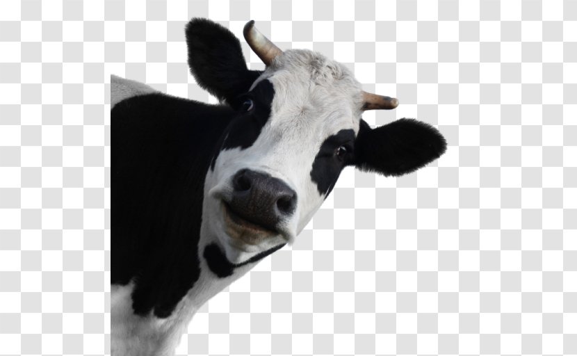 Dairy Cattle Stock.xchng Holstein Friesian Stock Photography Brown Swiss - Like Mammal - Cow Transparent PNG