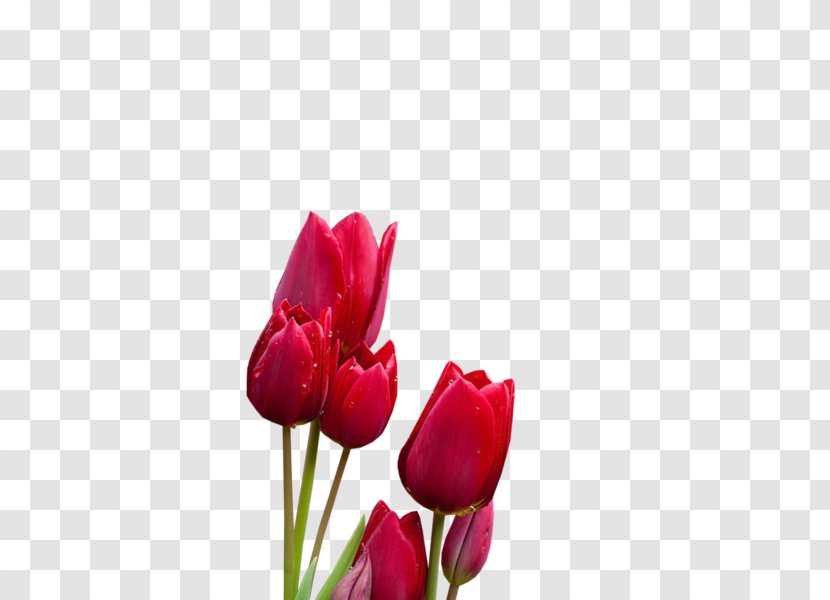 Tulip Cut Flowers Plant Stem Bud Petal - Magenta Transparent PNG