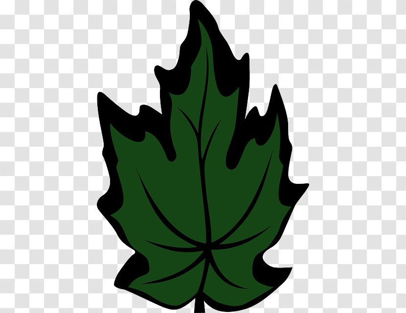 Maple Leaf Green Clip Art - Botany - Organic Chinese Cabbage Transparent PNG