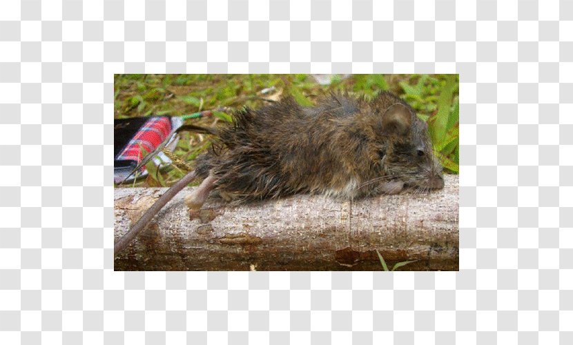 Mouse Common Degu Texas Fauna Snout Transparent PNG