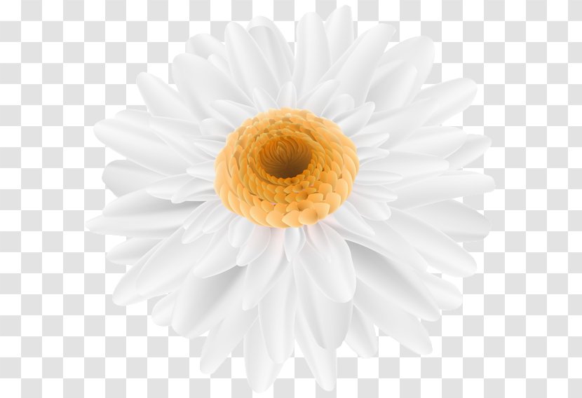 Chamomile Image Design Clip Art Illustration - Pollen Transparent PNG