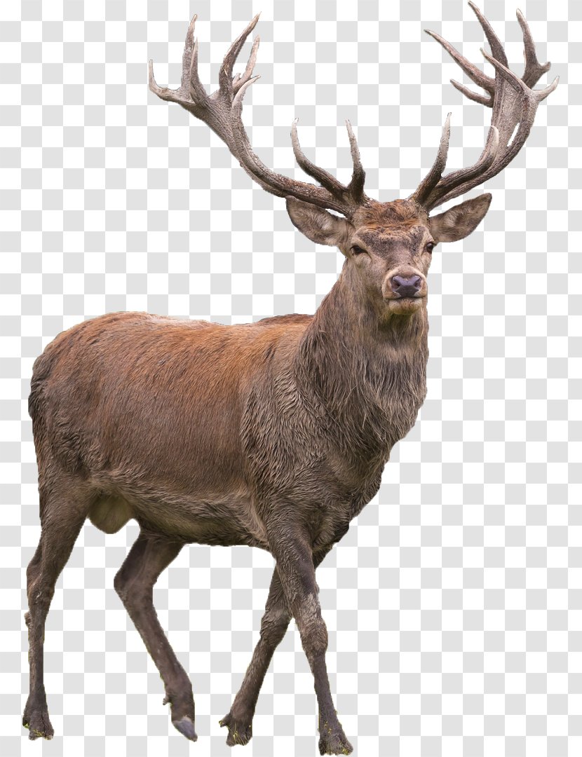 Red Deer Elk Barasingha - Fauna Transparent PNG