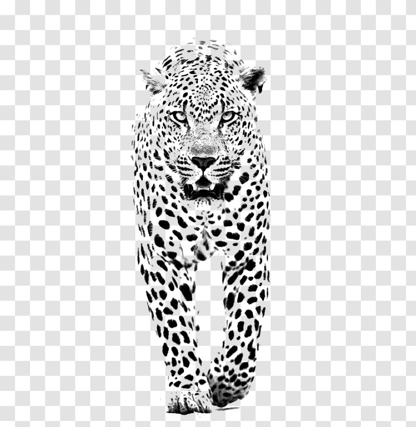 Leopard Jaguar Lion Tiger Black Panther - Cat Like Mammal - And White Cheetah Transparent PNG