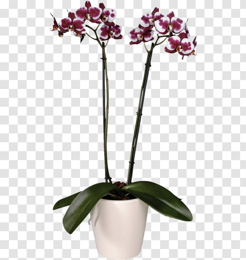 Moth Orchids Flower Garden Roses Cultivar - Artikel Transparent PNG