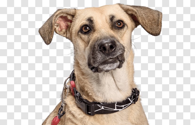 Dog Breed Collar Snout Transparent PNG
