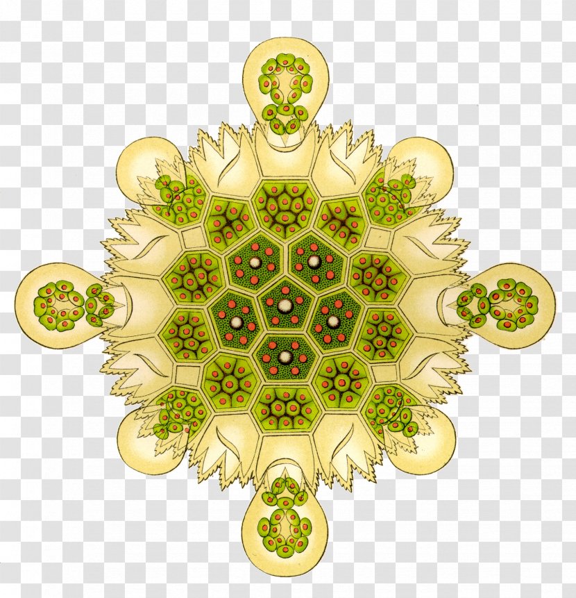 Art Forms In Nature Green Algae Pediastrum Biology - Printmaking - Encyclopedia Of Life Creative Transparent PNG