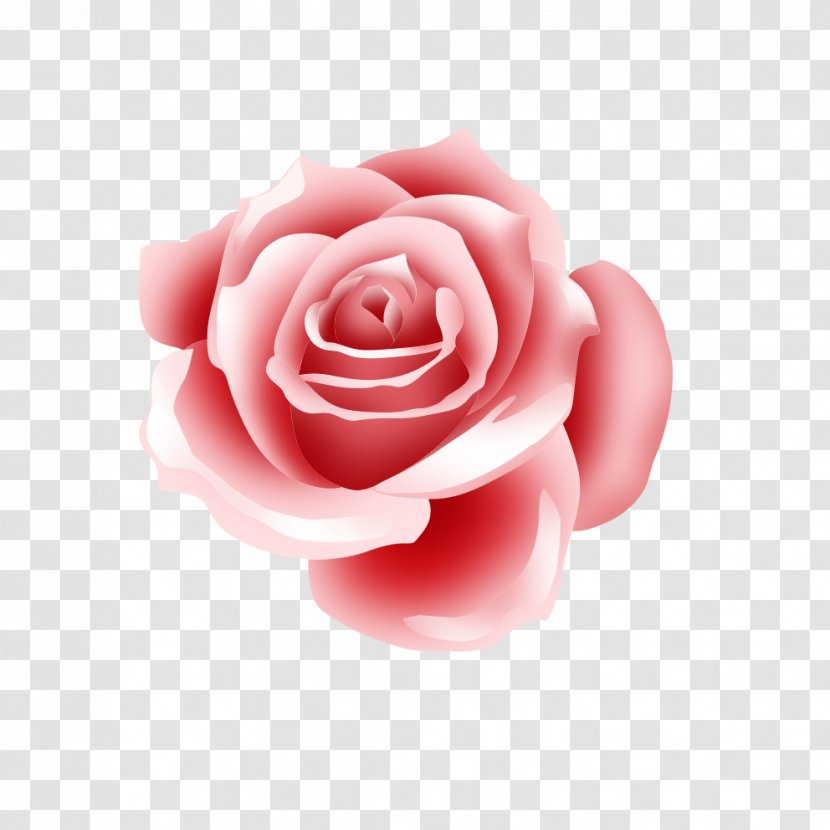 Garden Roses Download - Close Up - Computer Hand-painted Red Transparent PNG