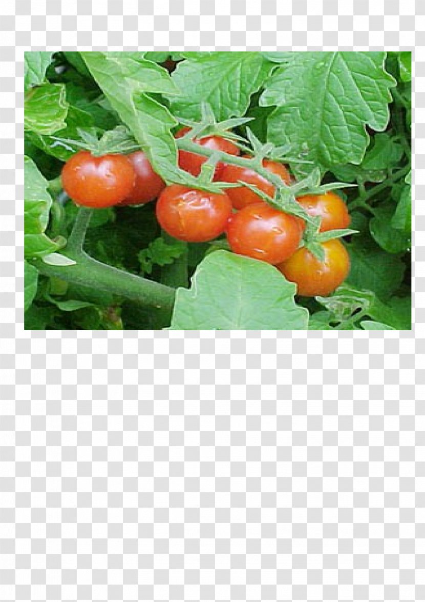 Bush Tomato Palawija Crop Food - Karawang Transparent PNG