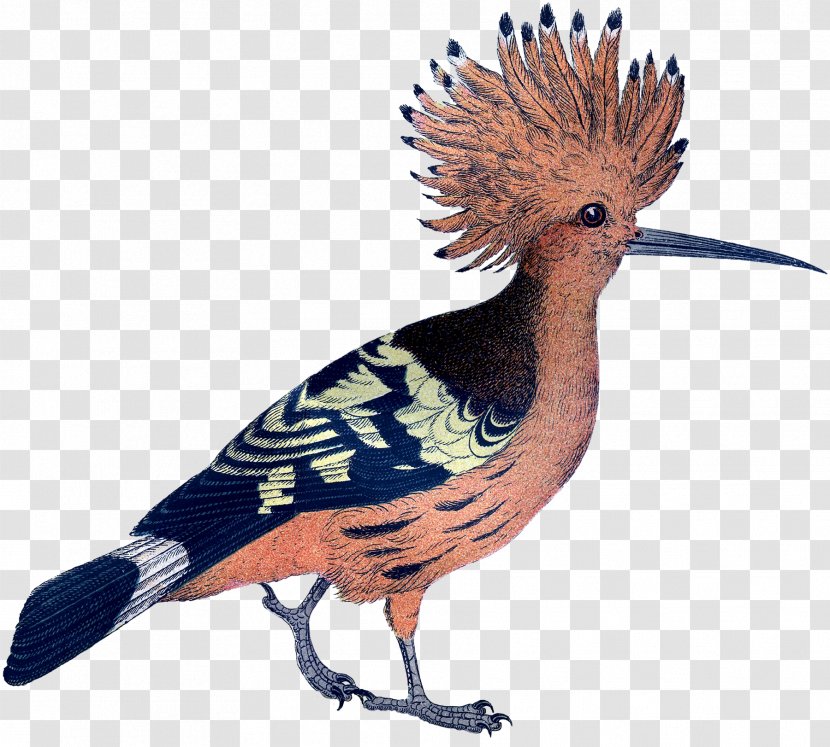 Galliformes Feather Crest Beak Fauna - Pink Bird Transparent PNG