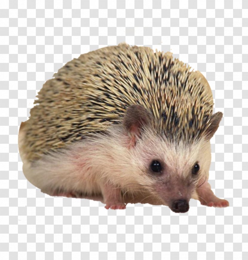 Sonic The Hedgehog European Hamster Porcupine Pet - Fauna Transparent PNG