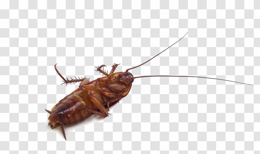 Cockroach Insect Mosquito Pest Garden - Organism Transparent PNG