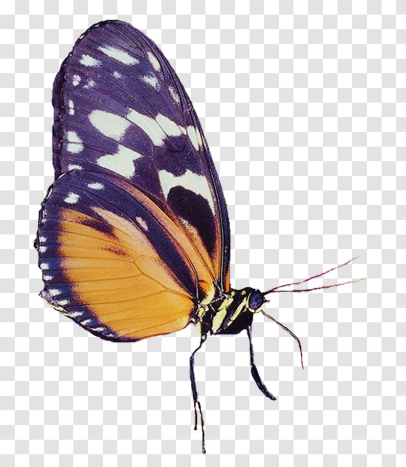 Monarch Butterfly Gossamer-winged Butterflies Clip Art - Pollinator Transparent PNG