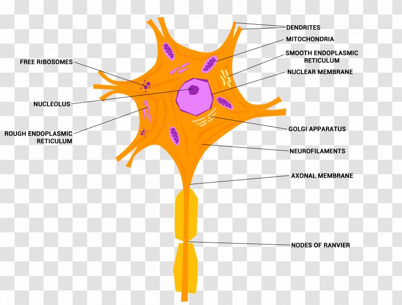 Nerve Neuron Cell Nervous Tissue System - Heart - Neurons Transparent PNG