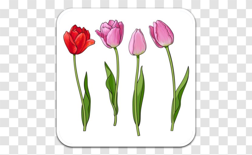 Drawing Tulip Royalty-free - Istock Transparent PNG