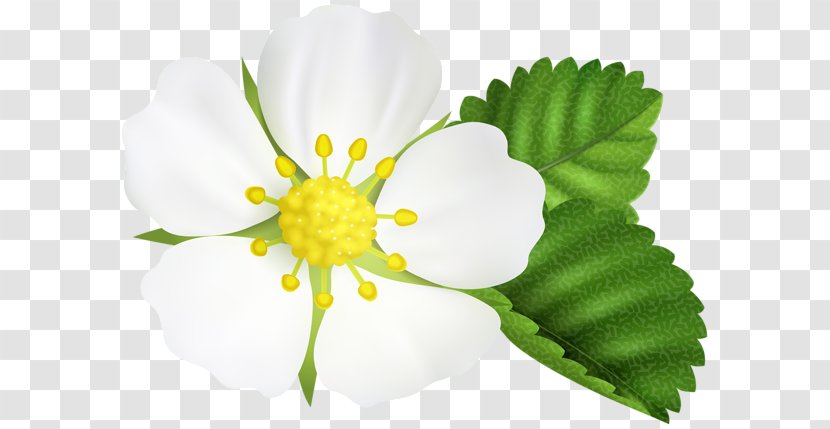 Clip Art Image Petal Flower - Clef Badge Transparent PNG
