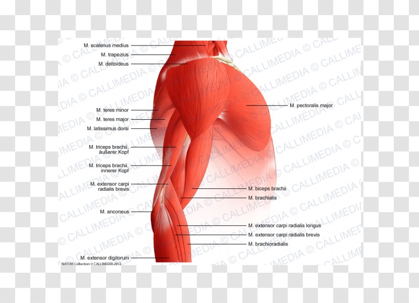 Arm Shoulder Muscular System Muscle Anatomy - Tree Transparent PNG