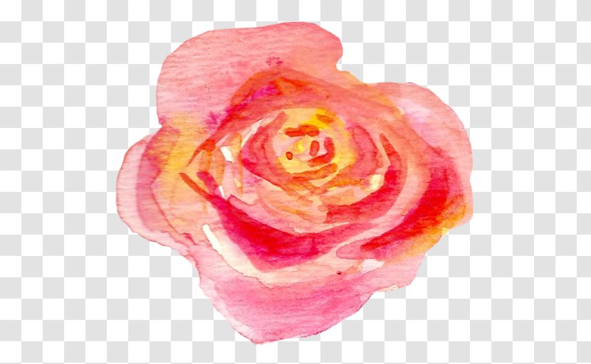 Garden Roses Centifolia Petal Pink M Close-up - Close Up - Field Guide Transparent PNG