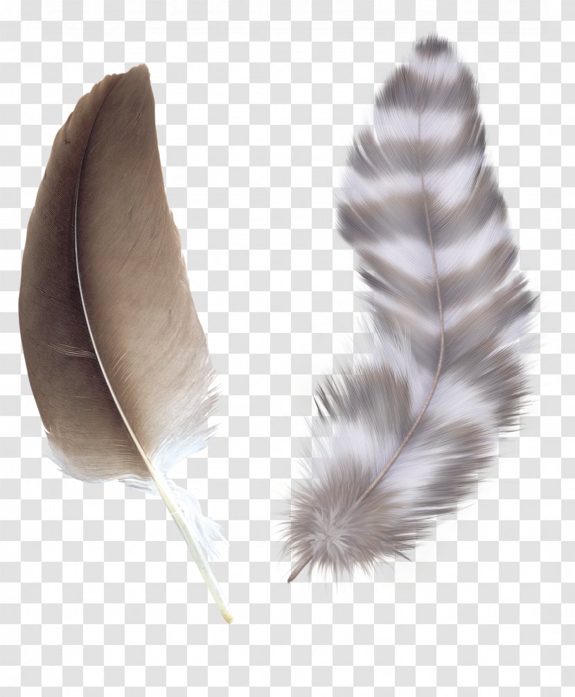 Bird Feather Color Asiatic Peafowl - Wing - Brown Feathers Transparent PNG