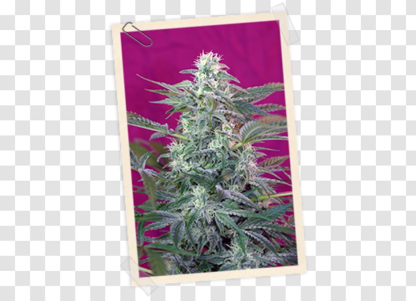 Seed Bank Company Autoflowering Cannabis Skunk - Plant Transparent PNG