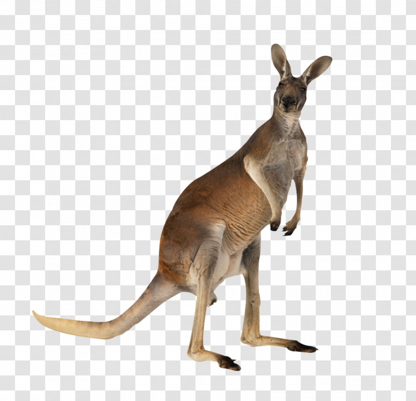 Kangaroo Meat Australian-English, English-Australian - Australian Transparent PNG