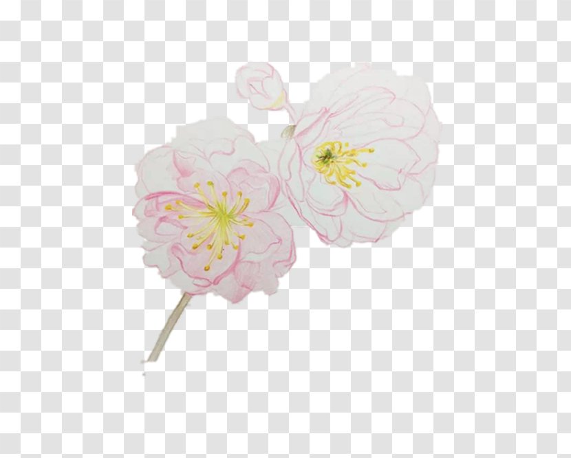 Cherry Blossom - Petal - Painted Pink Blossoms Transparent PNG