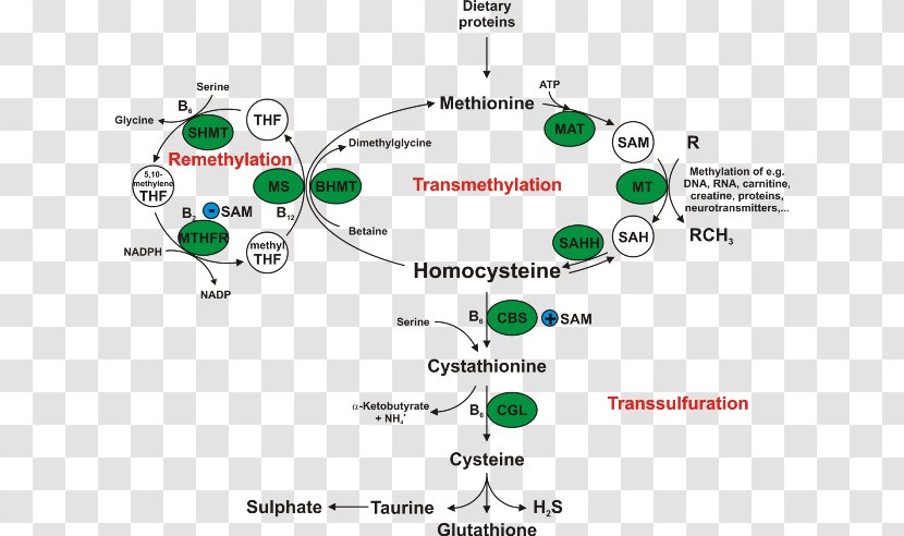 Homocystinuria Cystathionine Beta Synthase Enzyme Methionine Betaine Transparent PNG