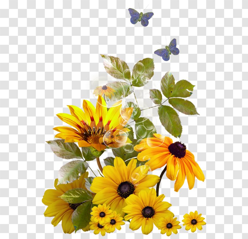 Picture Frames Clip Art Image Common Sunflower - Girassol Vetor Transparent PNG