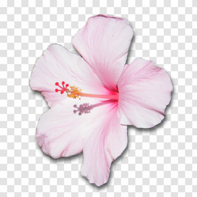 Mallows Shoeblackplant Flower Hawaiian Hibiscus Petal - Plant - Pink Transparent PNG