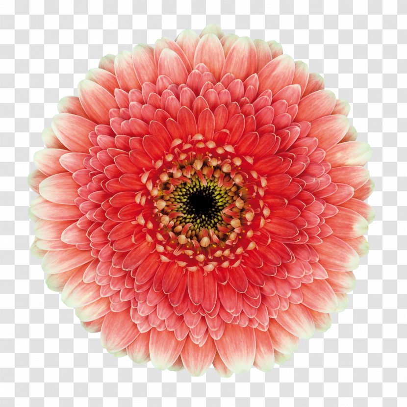 Transvaal Daisy Cut Flowers Rockstar Games Chrysanthemum Blu-ray Disc - Chrysanths - Gerbera Transparent Transparent PNG