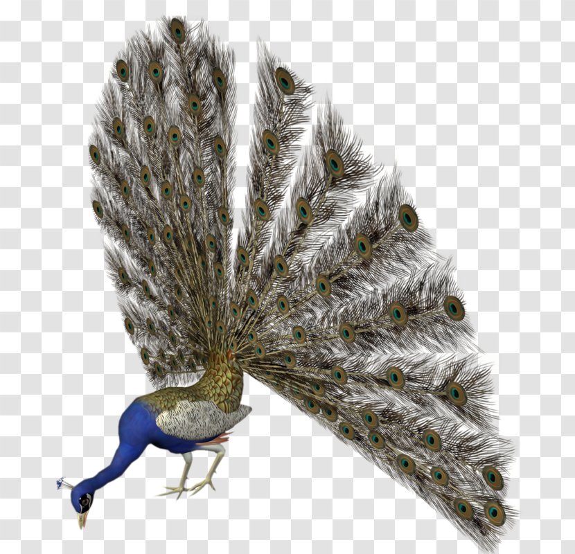 Bird Pavo Animaatio Clip Art - Feather Transparent PNG