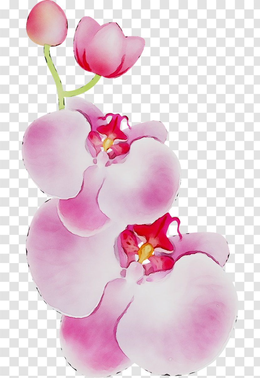 Moth Orchids Cut Flowers Pink M - Perennial Plant Transparent PNG