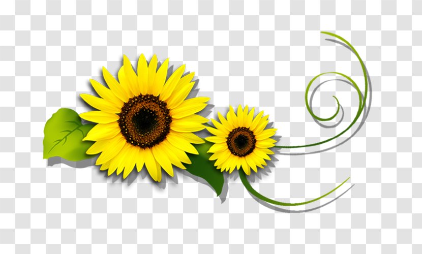 Common Sunflower Yellow Green - Flowering Plant - Fresh Transparent PNG