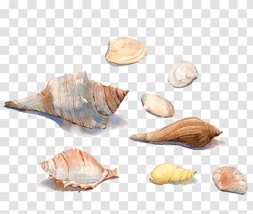 Seashell Watercolor Painting Sea Snail Conchology - Clams Oysters Mussels And Scallops - Hand-painted Conch Shell Material Transparent PNG