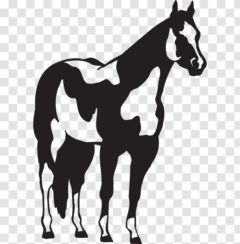 American Paint Horse Quarter Pony Decal Sticker - Mule - Mustang Transparent PNG