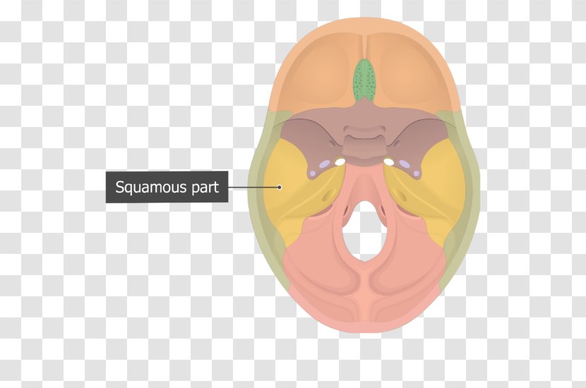 Stylomastoid Foramen Magnum Occipital Bone Petrous Part Of The Temporal - Skull Transparent PNG