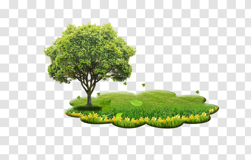 Tree Planting Giant Sequoia - Trees Grass Elements Transparent PNG