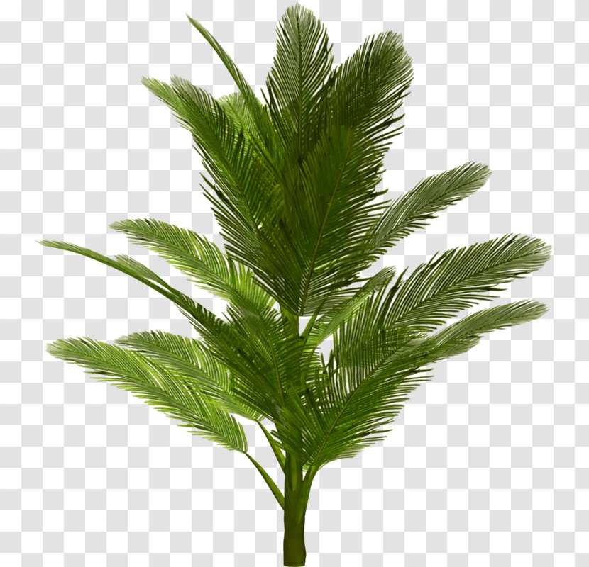 Clip Art Adobe Photoshop Image Palm Trees - Areca - Tropical Flowers Transparent PNG