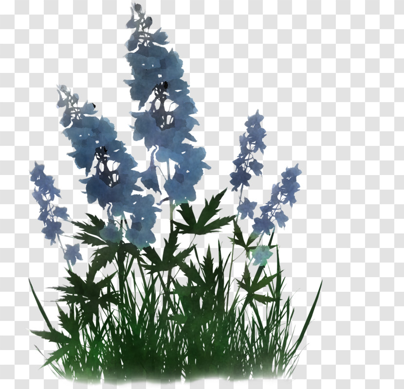 Flower Plant Grass Delphinium Monkshood Transparent PNG