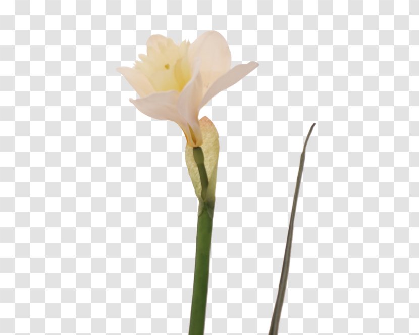 Jersey Lily Narcissus Belladonna Plant Stem Bud Transparent PNG