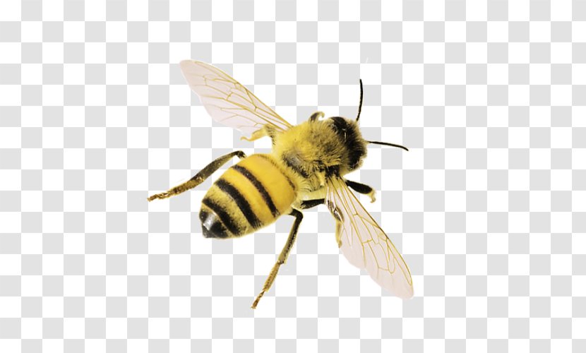 Western Honey Bee Insect Bumblebee - Organism Transparent PNG