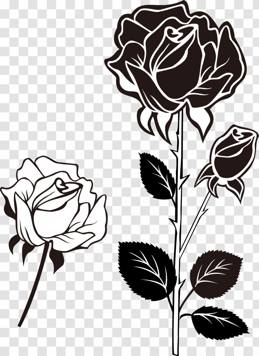 Beach Rose Photography - Visual Arts - Black And White Roses Transparent PNG