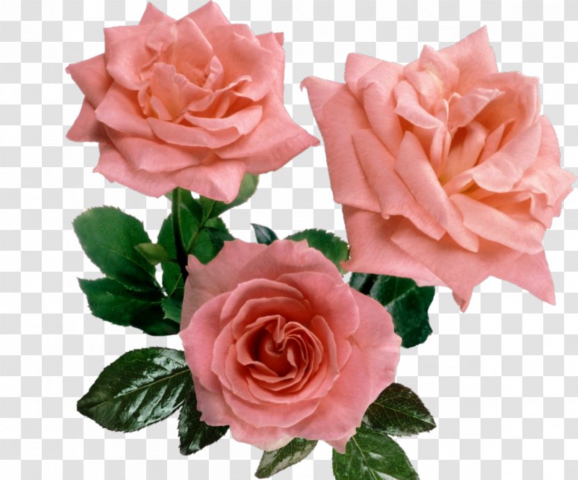 Cut Flowers Garden Roses Centifolia Floral Design - Rose - Pink Transparent PNG