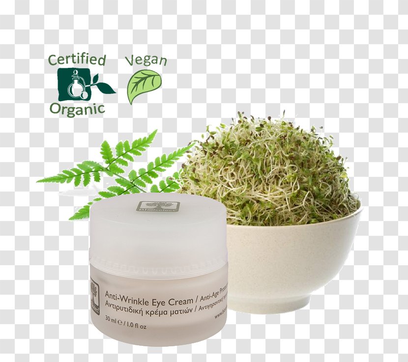 Alfalfa Sprouts Sprouting Organic Food Seed - Kale Transparent PNG