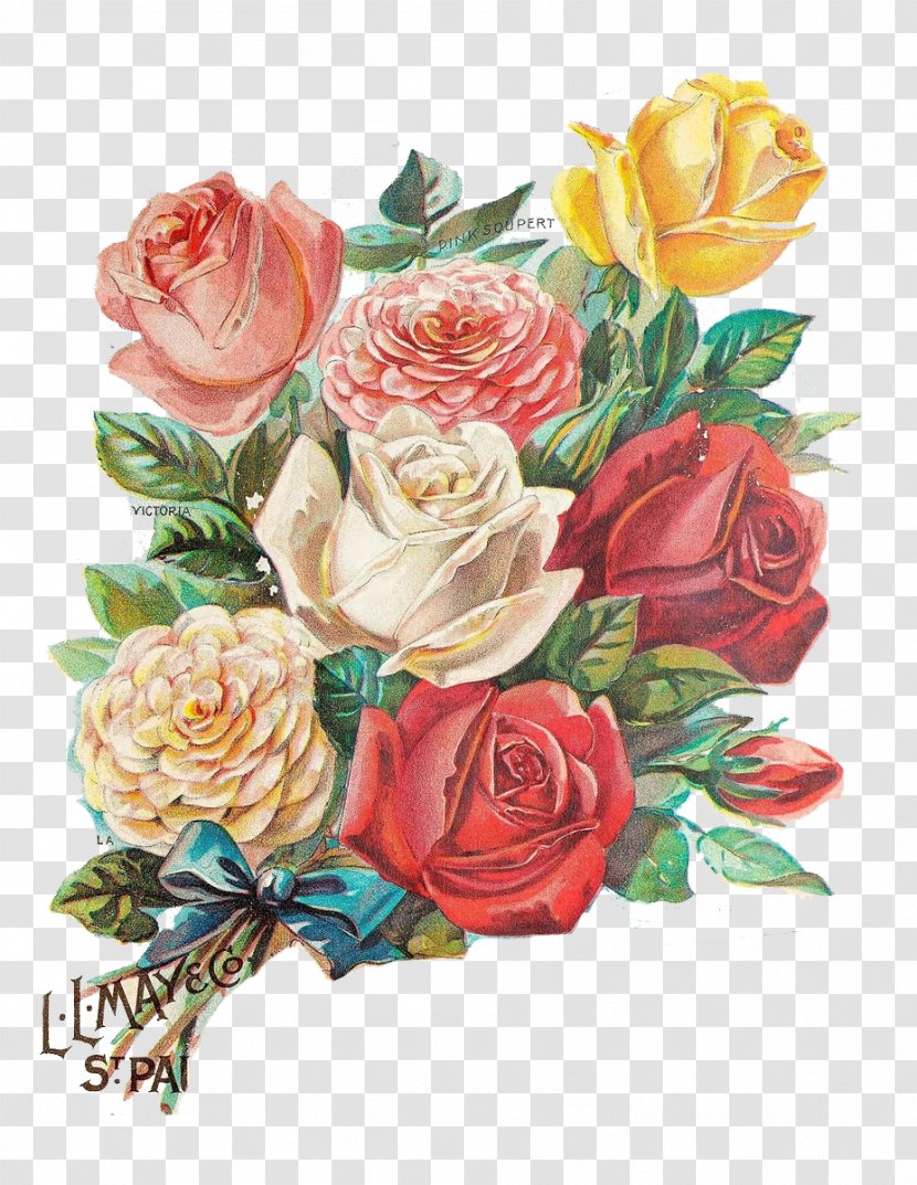 Rose Flower Illustration - Yellow - Color Vintage Greeting Card Transparent PNG
