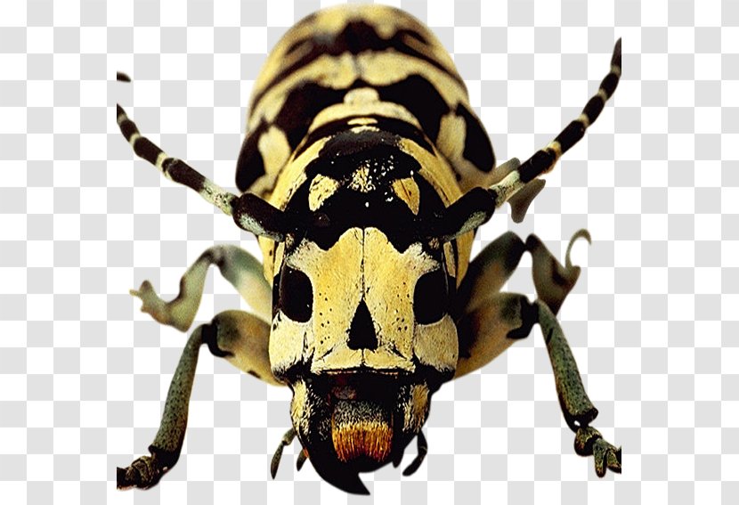 Longhorn Beetle Weevil Scarab Terrestrial Animal - Spotted Beetles Transparent PNG