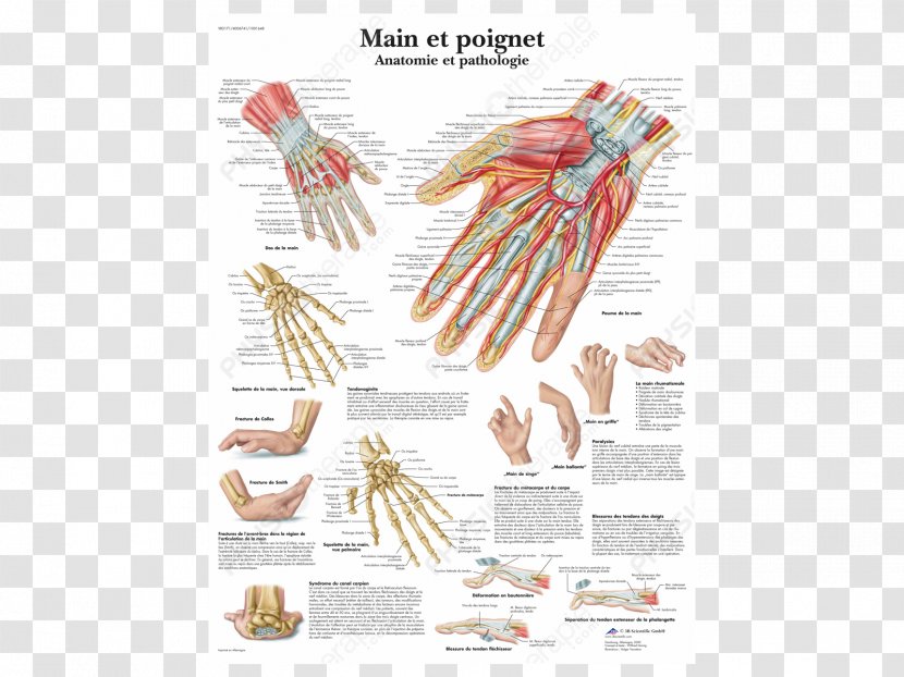 Anatomy And Pathology Wrist Hand Human Body - Cartoon Transparent PNG
