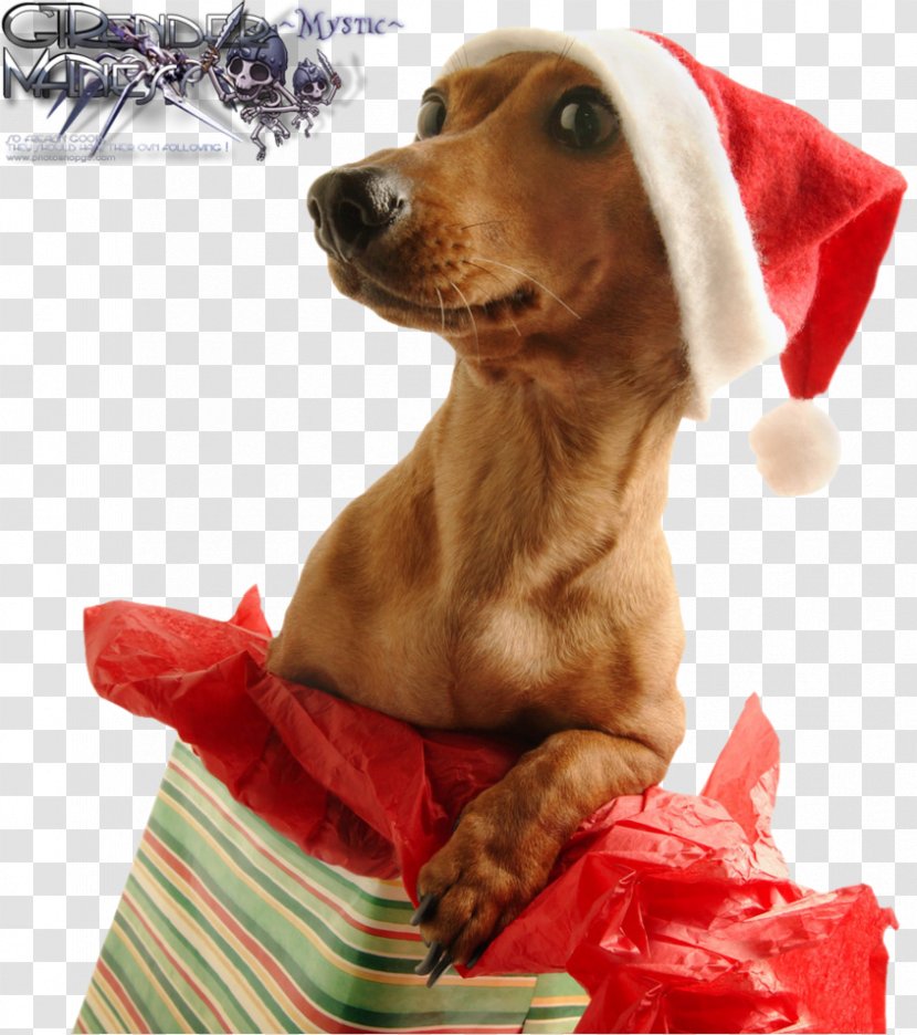 Christmas Day Gift Dog Wish Holiday Transparent PNG