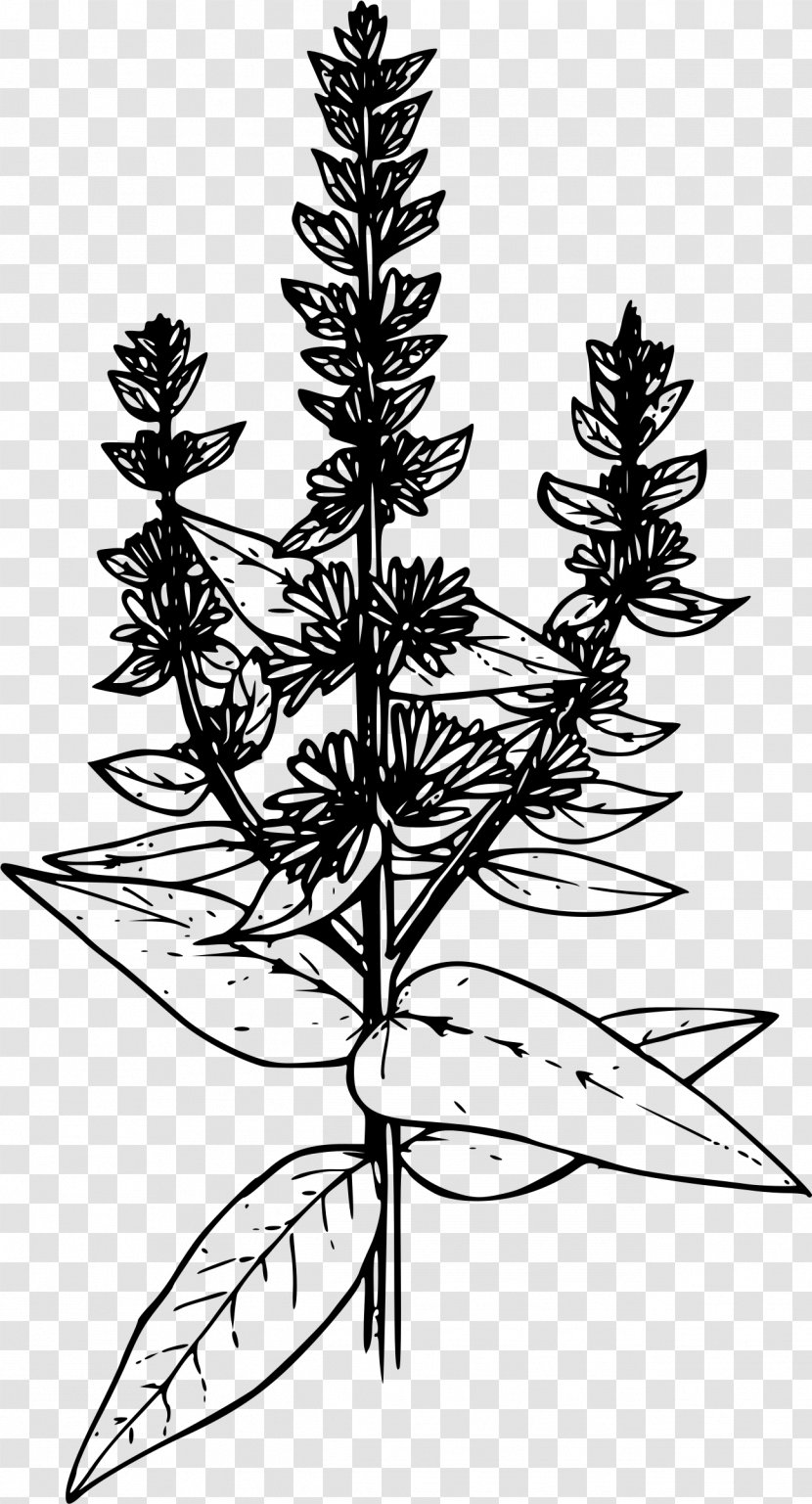 Coloring Book Drawing Purple Loosestrife - Pine Family - Purpleloosestrife Transparent PNG