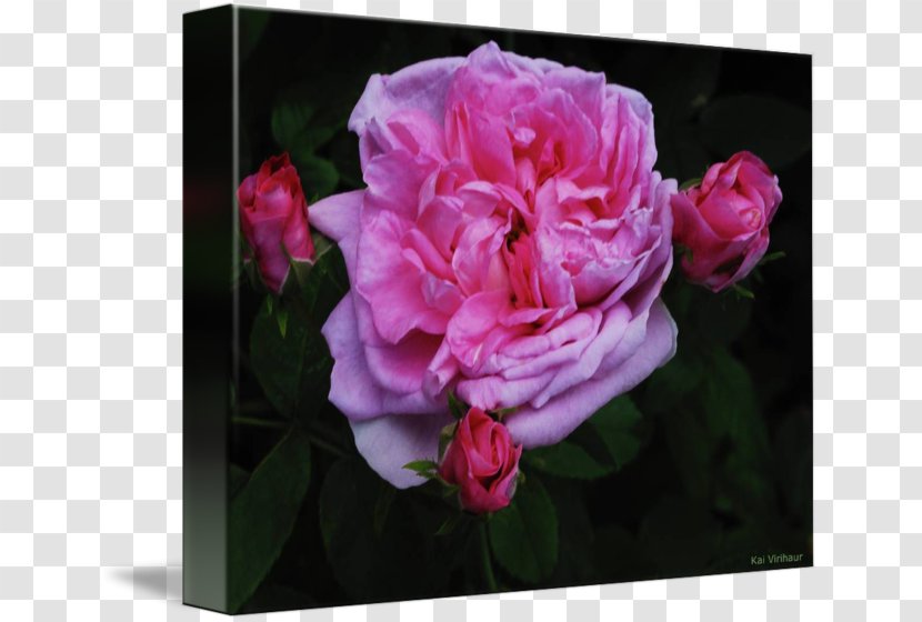 Cabbage Rose Floribunda Azalea Peony Cut Flowers - Flower Transparent PNG