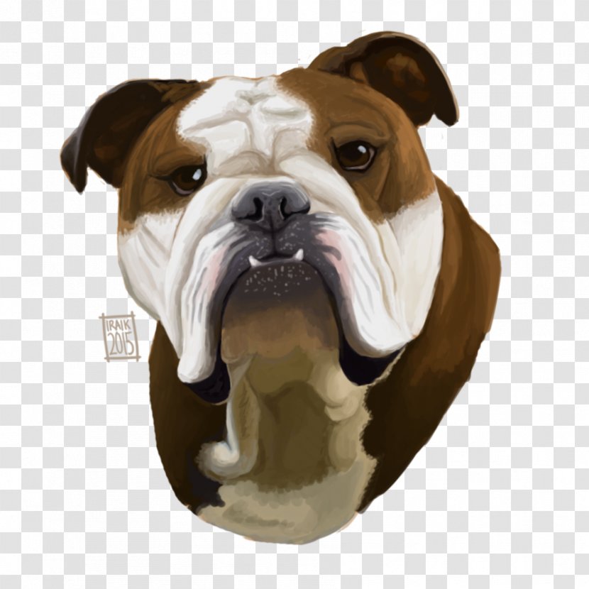 Olde English Bulldogge Toy Bulldog American Old - Mammal Transparent PNG